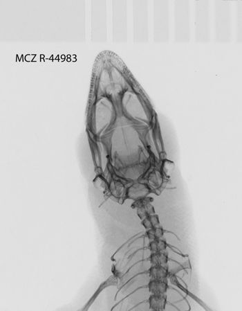 Media type: image;   Herpetology R-44983